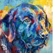 Black Labrador II